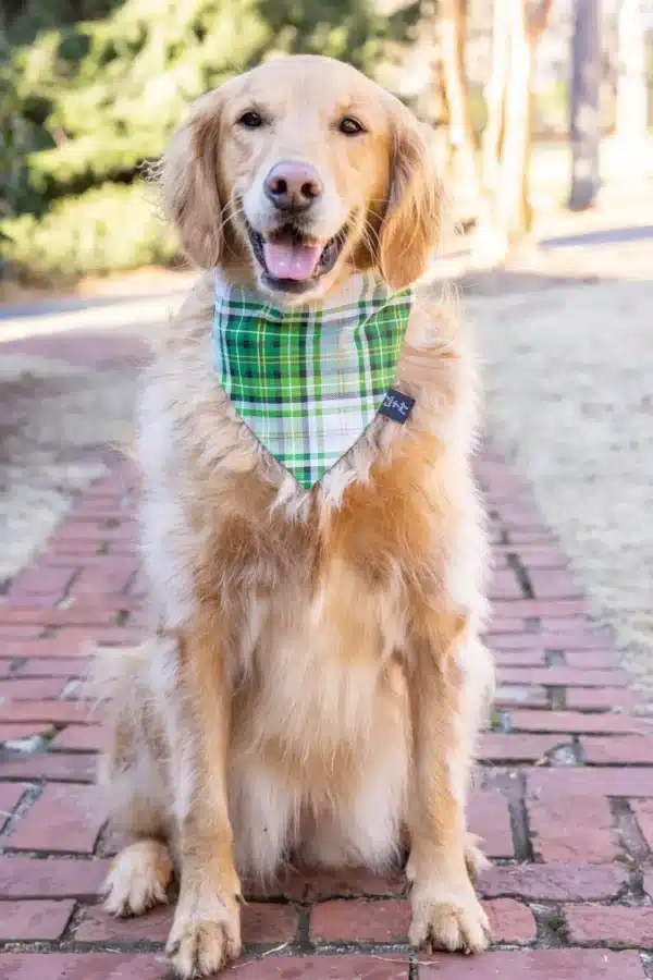 Tails Up Pup Irish Plaid